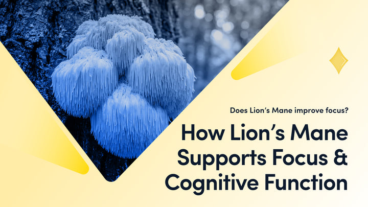 Lion Mane’s Effect on Cognitive Function
